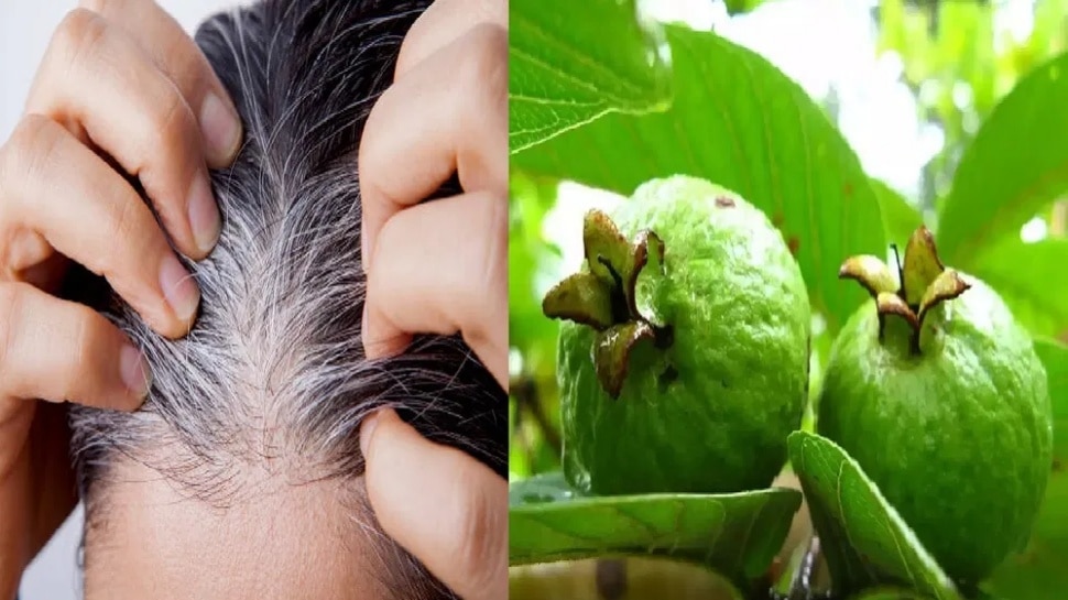 Apply Guava Leves On Hair To Turn White Hair Into Black