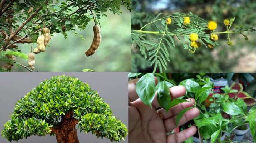 vastu-dosh-from-unlucky-plants-zee-kannada-news-unlucky-plants-feng