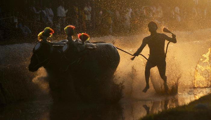 ಕಂಬಳಕ್ಕೆ ತಡೆ ನೀಡುವಂತೆ ಪೇಟಾ ಸಲ್ಲಿಸಿದ್ದ ಅರ್ಜಿ ಇತ್ಯರ್ಥ ಕಂಬಳಕ್ಕೆ ತಡೆ ನೀಡುವಂತೆ ಪೇಟಾ ಸಲ್ಲಿಸಿದ್ದ ಅರ್ಜಿ ಇತ್ಯರ್ಥ
