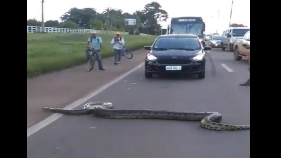 Viral Video: ಅನಾಯಾಸವಾಗಿ ಹೈವೇ ದಾಟಿದ ಅನಕೊಂಡ! Viral Video: ಅನಾಯಾಸವಾಗಿ ಹೈವೇ ದಾಟಿದ ಅನಕೊಂಡ!