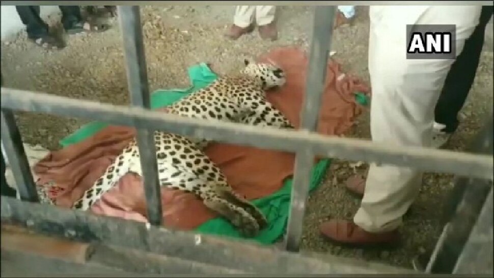 ಐವರ ಮೇಲೆ ದಾಳಿ: ರೊಚ್ಚಿಗೆದ್ದ ಗ್ರಾಮಸ್ಥರಿಂದ ಚಿರತೆ ಹತ್ಯೆ ಐವರ ಮೇಲೆ ದಾಳಿ: ರೊಚ್ಚಿಗೆದ್ದ ಗ್ರಾಮಸ್ಥರಿಂದ ಚಿರತೆ ಹತ್ಯೆ