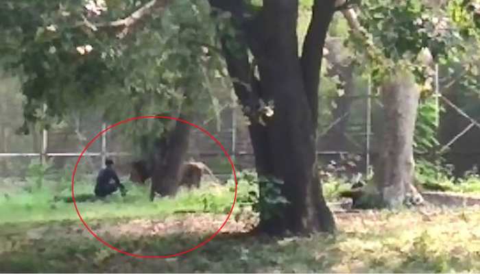 Watch Video: ದೆಹಲಿ ಮೃಗಾಲಯದಲ್ಲಿ ಸಿಂಹ ಇದ್ದ ಸ್ಥಳಕ್ಕೆ ಜಿಗಿದು ಕುಳಿತ ಯುವಕ! ಮುಂದೆ ಆಗಿದ್ದೇನು? Watch Video: ದೆಹಲಿ ಮೃಗಾಲಯದಲ್ಲಿ ಸಿಂಹ ಇದ್ದ ಸ್ಥಳಕ್ಕೆ ಜಿಗಿದು ಕುಳಿತ ಯುವಕ! ಮುಂದೆ ಆಗಿದ್ದೇನು?