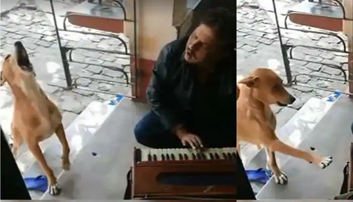 VIRAL VIDEO:ಶ್ವಾನ ಮತ್ತು ಮನುಷ್ಯನ ಈ ಅದ್ಭುತ ವಿಡಿಯೋ ನೋಡಿ ನೀವು ಖುಷಿ ಪಡುವಿರಿ VIRAL VIDEO:ಶ್ವಾನ ಮತ್ತು ಮನುಷ್ಯನ ಈ ಅದ್ಭುತ ವಿಡಿಯೋ ನೋಡಿ ನೀವು ಖುಷಿ ಪಡುವಿರಿ