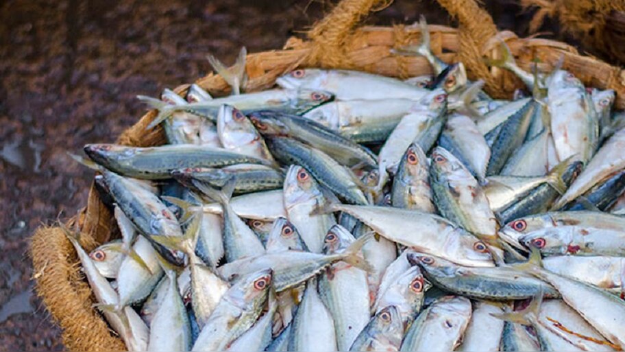 do you want to become self reliance through fishing, here is an ...
