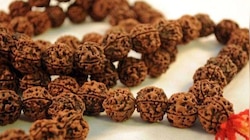 Rudraksh ಧರಿಸುವ ಮುನ್ನ ಈ ನಿಯಮಗಳು ನಿಮಗೆ ತಿಳಿದಿರಲಿ