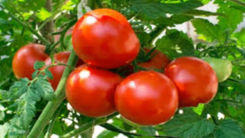 Tomato Side Effects Excess intake of tomatoes can cause stone and joint pain ಅಧಿಕ Tomato