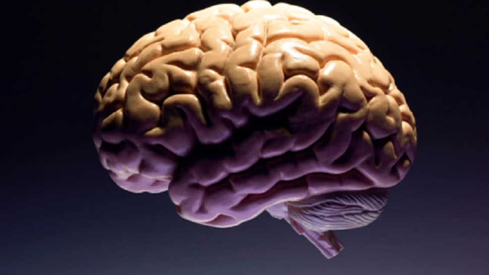 Brain Myths : We use only 10% of our brain, is it fact or myth..? | Brain Myths : ಇದು ನಮ್ಮ ಸೂಪರ್ ಹೀರೋ ಮೆದುಳಿನ ಬಗ್ಗೆ ಹೇಳಲಾದ ಮಹಾಸುಳ್ಳು..! Health News in Kannada