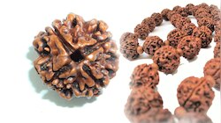 Rudraksha- ರುದ್ರಾಕ್ಷಿ ಉತ್ಪತ್ತಿಯಾದದ್ದು ಹೇಗೆ, ಅದನ್ನು ಧರಿಸುವುದರಿಂದ ಏನೆಲ್ಲಾ ಪ್ರಯೋಜನ ಗೊತ್ತಾ