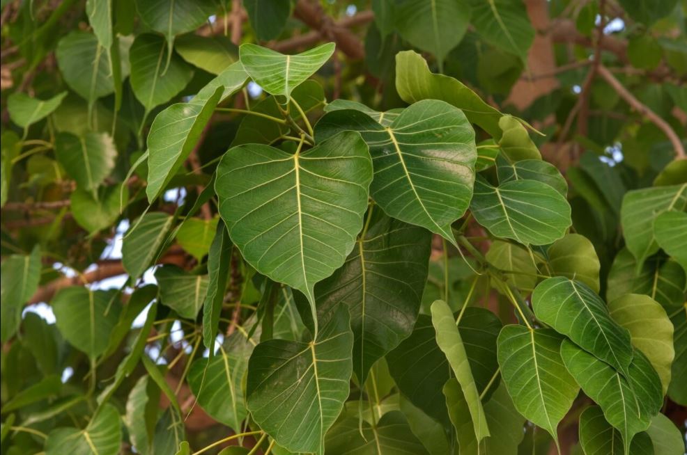 various-medicinal-and-health-benefits-of-peepal-leaves-keeps-asthma