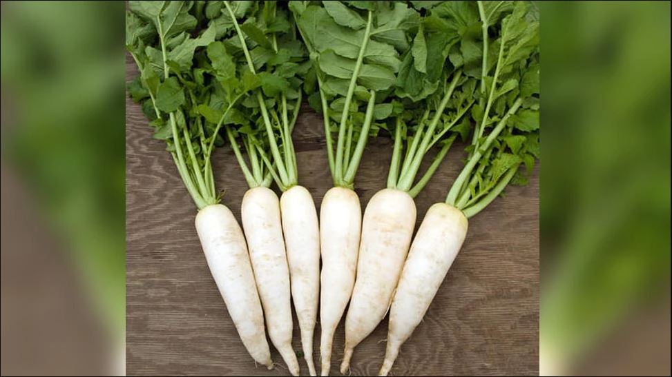 Health benefits of eating radish leaves results will amaze you ಮೂಲಂಗಿ