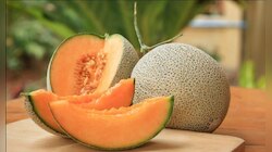 Melon Fruit Benefits : 'ಕರಬೂಜ ಹಣ್ಣಿ'ನಲ್ಲಿದೆ ನಿಮ್ಮ ಆರೋಗ್ಯ ಮತ್ತು ಸೌಂದರ್ಯದ ಗುಟ್ಟು!