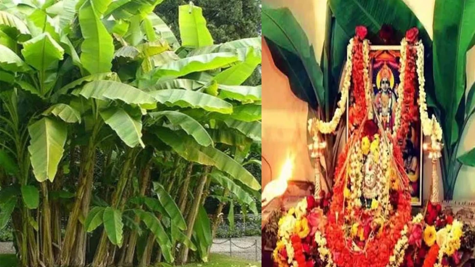 Thursday worship banana plant along with lord Vishnu ಗುರುವಾರ ಈ