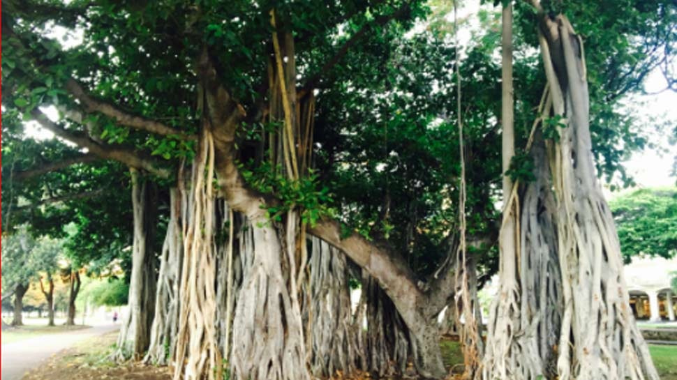 essay on uses of banyan tree in kannada