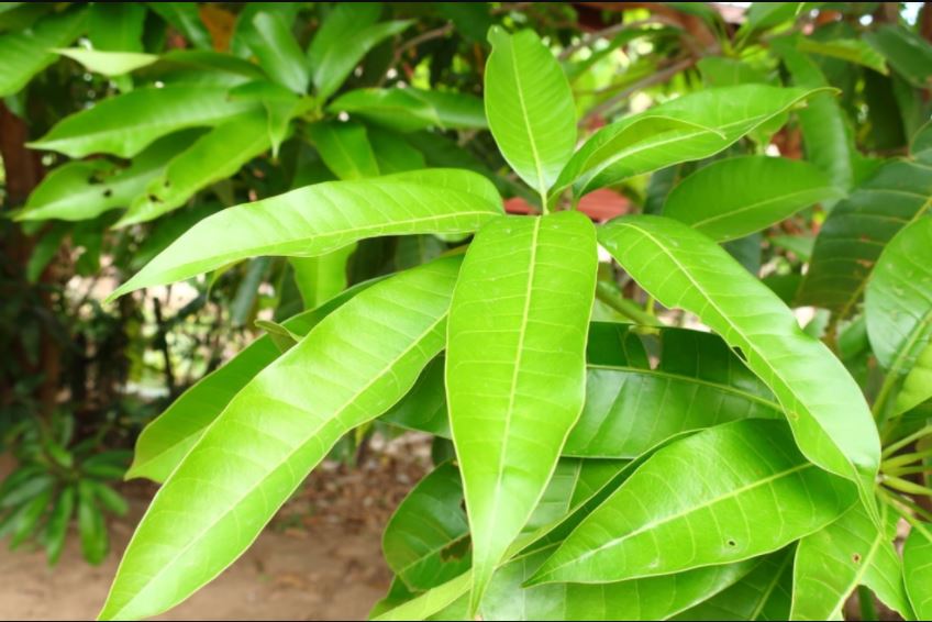 Mango leaves for Diabetes Control ಡಯಾಬಿಟಿಸ್ ನಿಯಂತ್ರಣಕ್ಕೆ 'ಮಾವಿನ ಎಲೆ