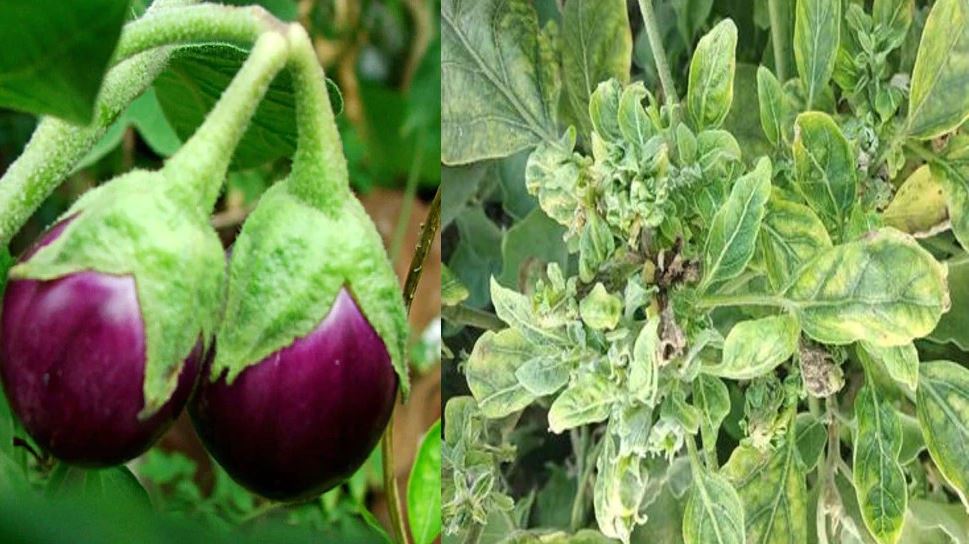 many health benefits of brinjal leaves know here consumption of brinjal