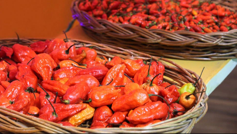 nagaland exports worlds hottest king chilli to england ವಿಶ್ವದ ಅತ್ಯಂತ