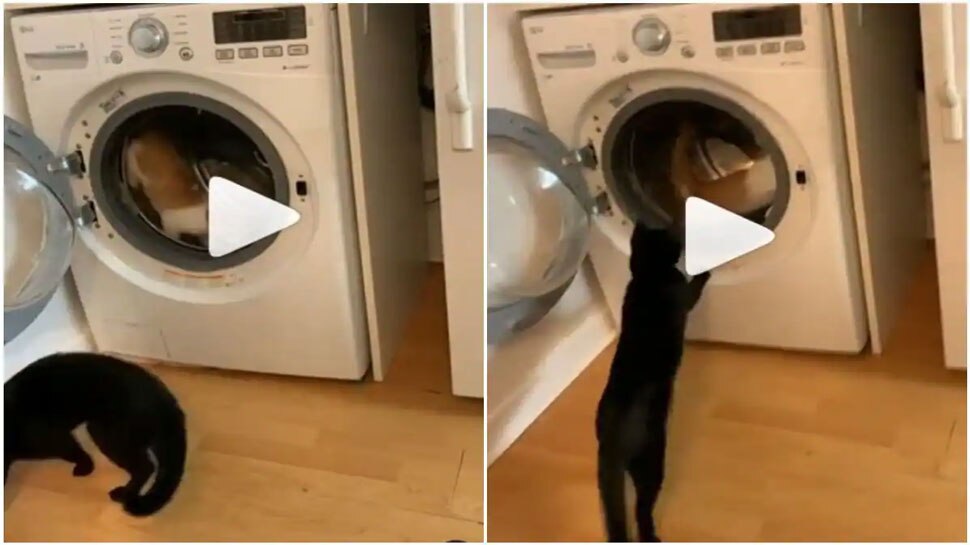 funny-cats-viral-video-what-can-the-cat-do-in-washing-machine-watch