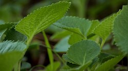 Ajwain Leaves:ಆರೋಗ್ಯಕ್ಕೆ ವರದಾನ ಅಜ್ವಾಯಿನ್ ಎಲೆ, ಇಲ್ಲಿವೆ ಅದರ 5 ಅದ್ಭುತ ಲಾಭಗಳು