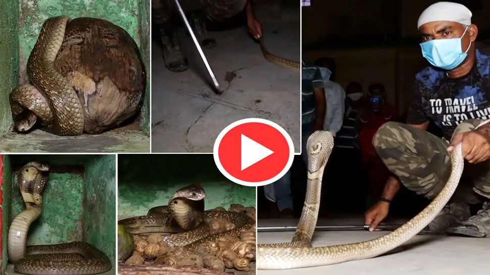 Dangerous king cobra hiding in the house video goes viral ಅಡುಗೆ ಮನೆಗೆ