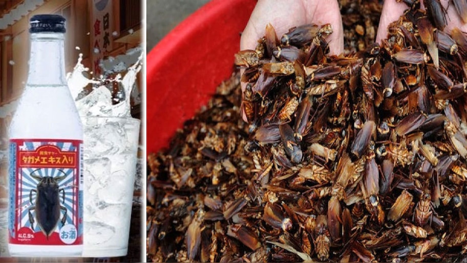 Here beer is made from cockroaches, not from grains: it is prepared by ...