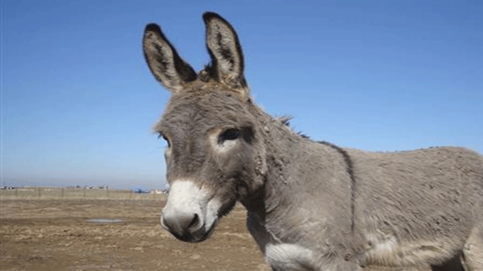 Why is donkey's milk so expensive? Knowing the benefits will say never