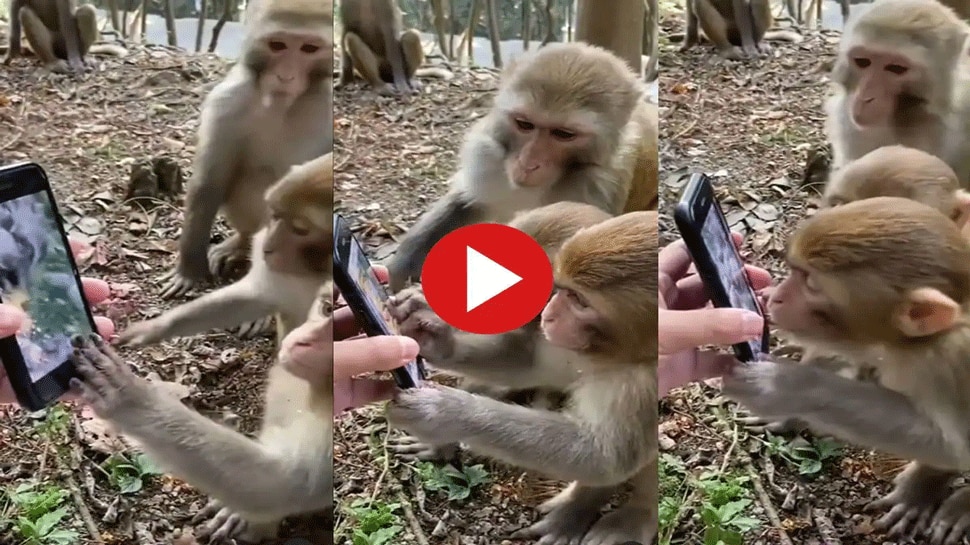 Monkeys watching video in smartphone, know what happend next |  ಸ್ಮಾರ್ಟ್‌ಫೋನ್‌ನಲ್ಲಿ ತಮ್ಮದೇ ವಿಡಿಯೋ ಕಂಡ ಮಂಗಗಳ ಪ್ರತಿಕ್ರಿಯೆ ಹೇಗಿತ್ತು? India  News in Kannada