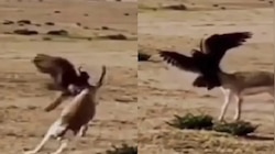 WATCH:ನೋಡ ನೋಡುತ್ತಿದ್ದಂತೆ ಜಿಂಕೆಯನ್ನು ಬೇಟೆಯಾಡಿದ ಹದ್ದು.. ವಿಡಿಯೋ ವೈರಲ್ 