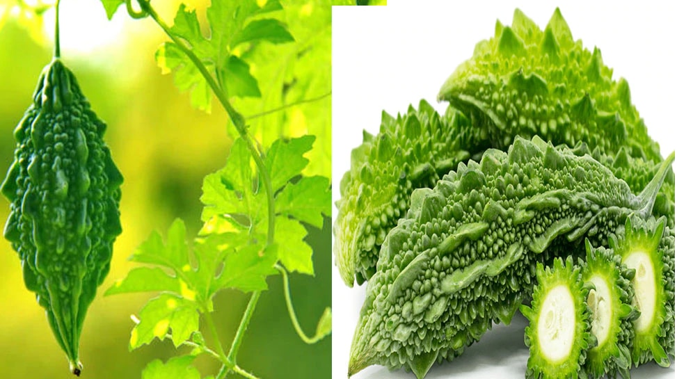 Bitter gourd and its leaves are of great use You will get relief in