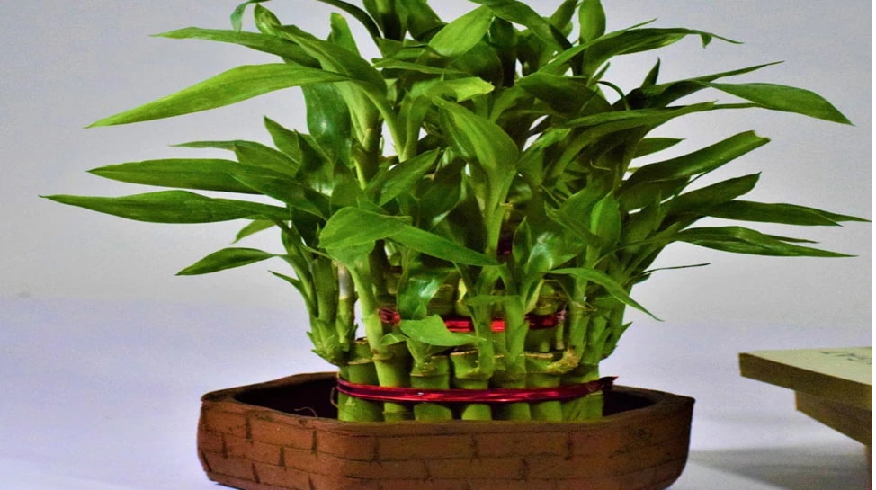 Bamboo Tree Bamboo plant direction home and office bamboo vastu tips