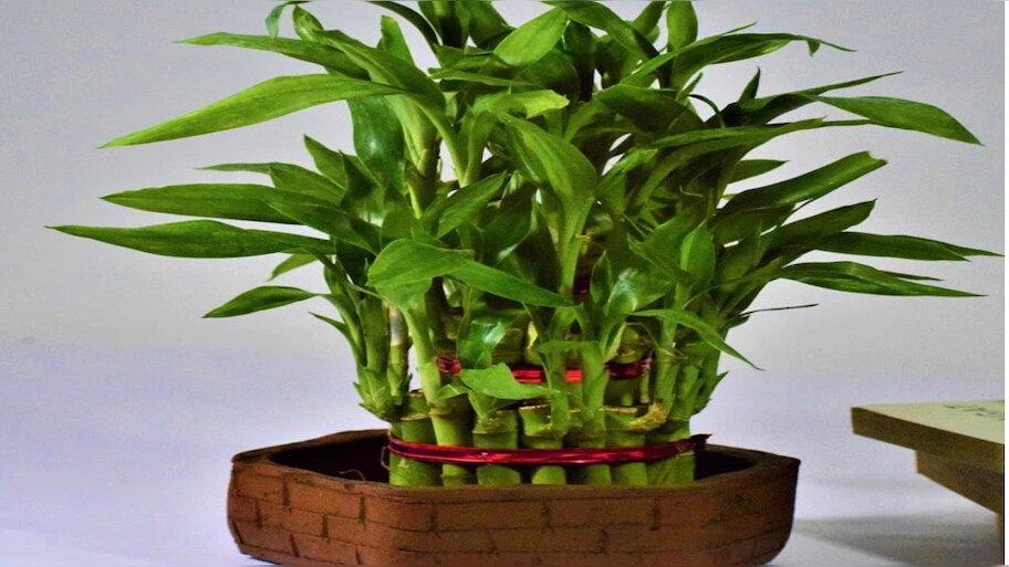 Bamboo Tree: Bamboo plant direction home and office bamboo vastu tips ...