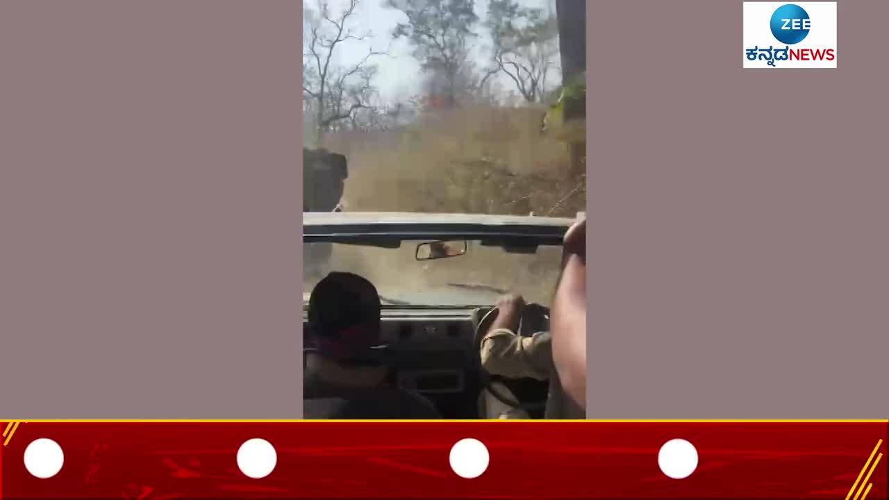 wild elephant video goes viral