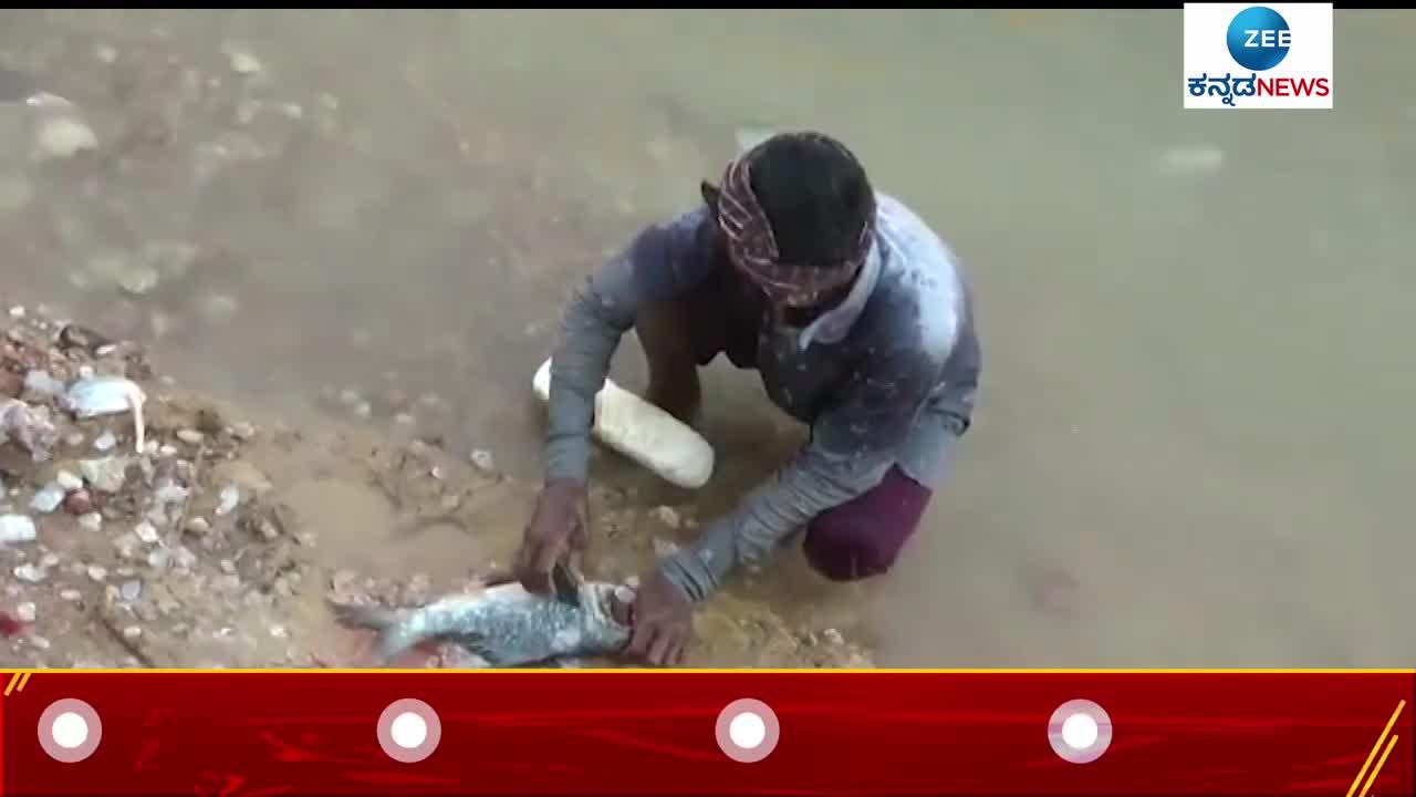 Raichur taluk in Fishes Dead