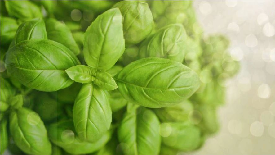 why is basil good for you find out the incredible health benefits