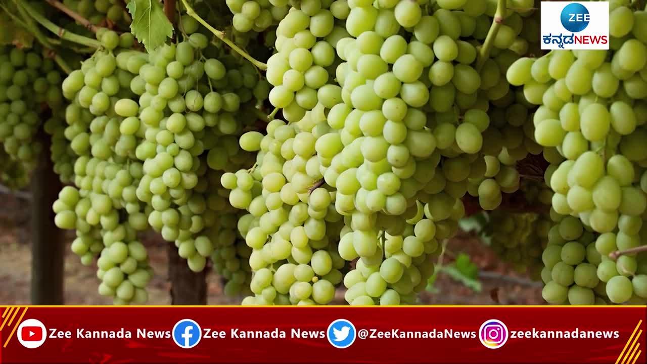 ದ್ರಾಕ್ಷಿ ಹಣ್ಣು ಸೇವನೆಯಿಂದ ಸಿಗುತ್ತೆ ಇಷ್ಟೆಲ್ಲಾ ಲಾಭ 