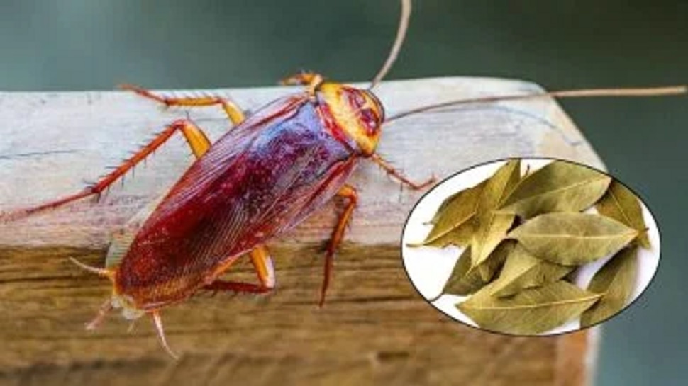 Kedchal Insect Home remedies for avoid a cockroach Problem in house | ಮನೆಯಲ್ಲಿನ ಜಿರಳೆ ...
