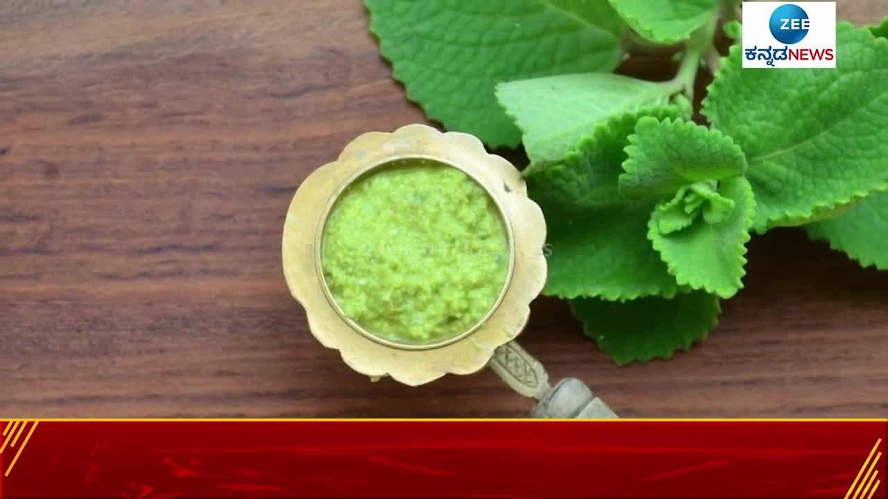 Mexican mint is very beneficial for health 