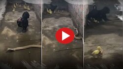 Viral Video: ನಾಗರಹಾವಿನೊಂದಿಗೆ ಕೋಳಿ ಕಾಳಗ ವಿಡಿಯೋ ವೈರಲ್ 