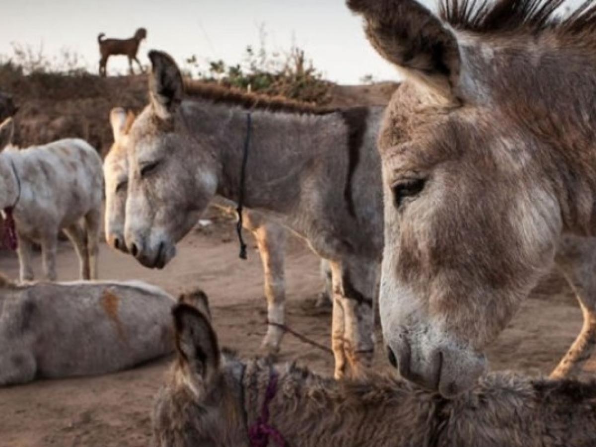Dunkey Engineer software engineer, has quit his job to start a donkey farm in Karnataka ...