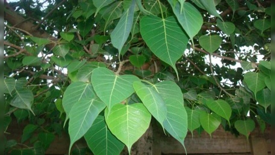health benefits of asvattha tree and its leaves Asvattha Tree Health ...