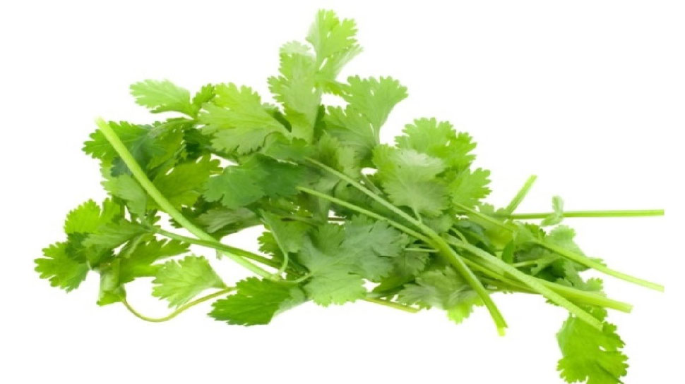 Coriander leaves are very beneficial for these health problems ಈ ಆರೋಗ್ಯ ಸಮಸ್ಯೆಗಳಿಗೆ ತುಂಬಾ