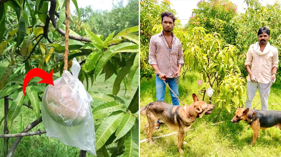 world costliest mango harsh goenka miyazaki japanese mangoes jabalpur