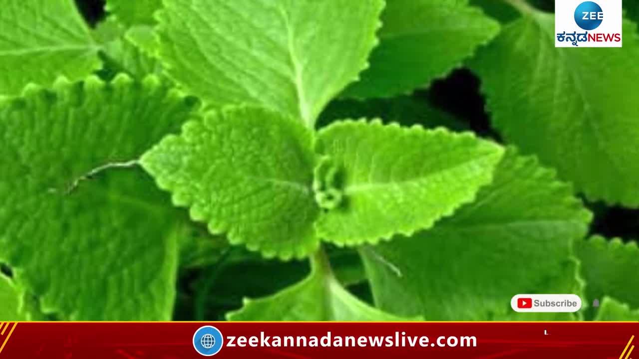 Ajwain Plant Benefits for health ದೊಡ್ಡಪತ್ರೆ ಎಲೆಗಳ ಮಹತ್ವ News in Kannada