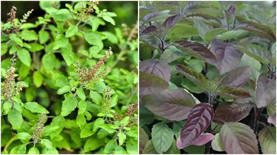 vastu tips for tulsi plant and know difference between rama and