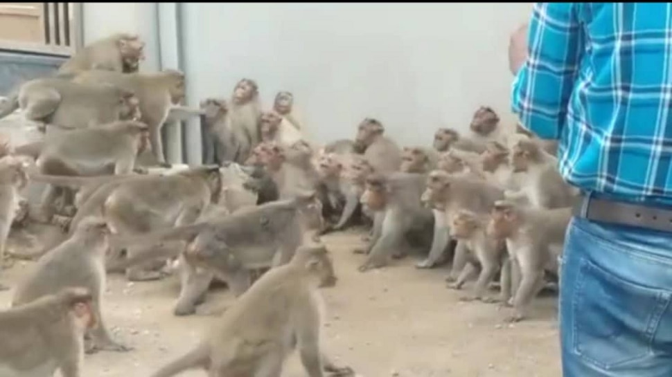 Gang war between monkeys for crossing the border...! ಬಾರ್ಡರ್ ಕ್ರಾಸ್