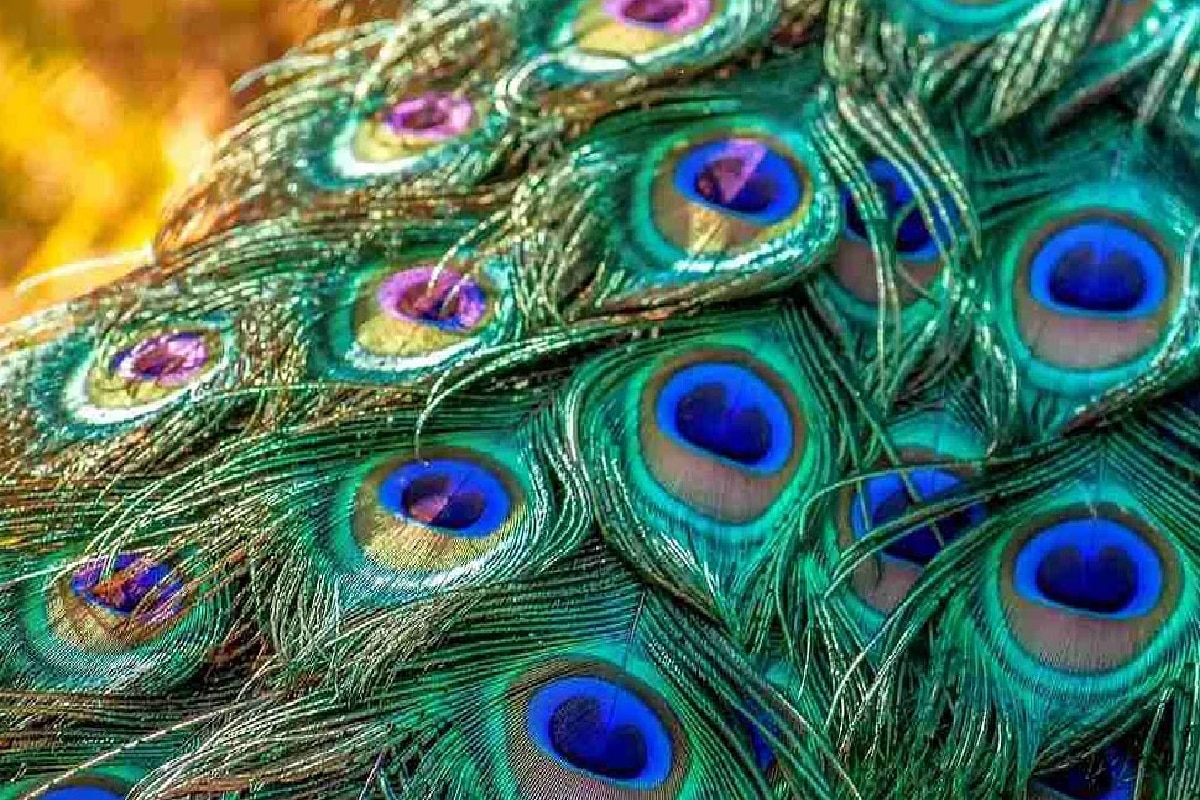 vastu-shastra-know-benefits-of-keeping-peacock-feathers-at-home-vastu