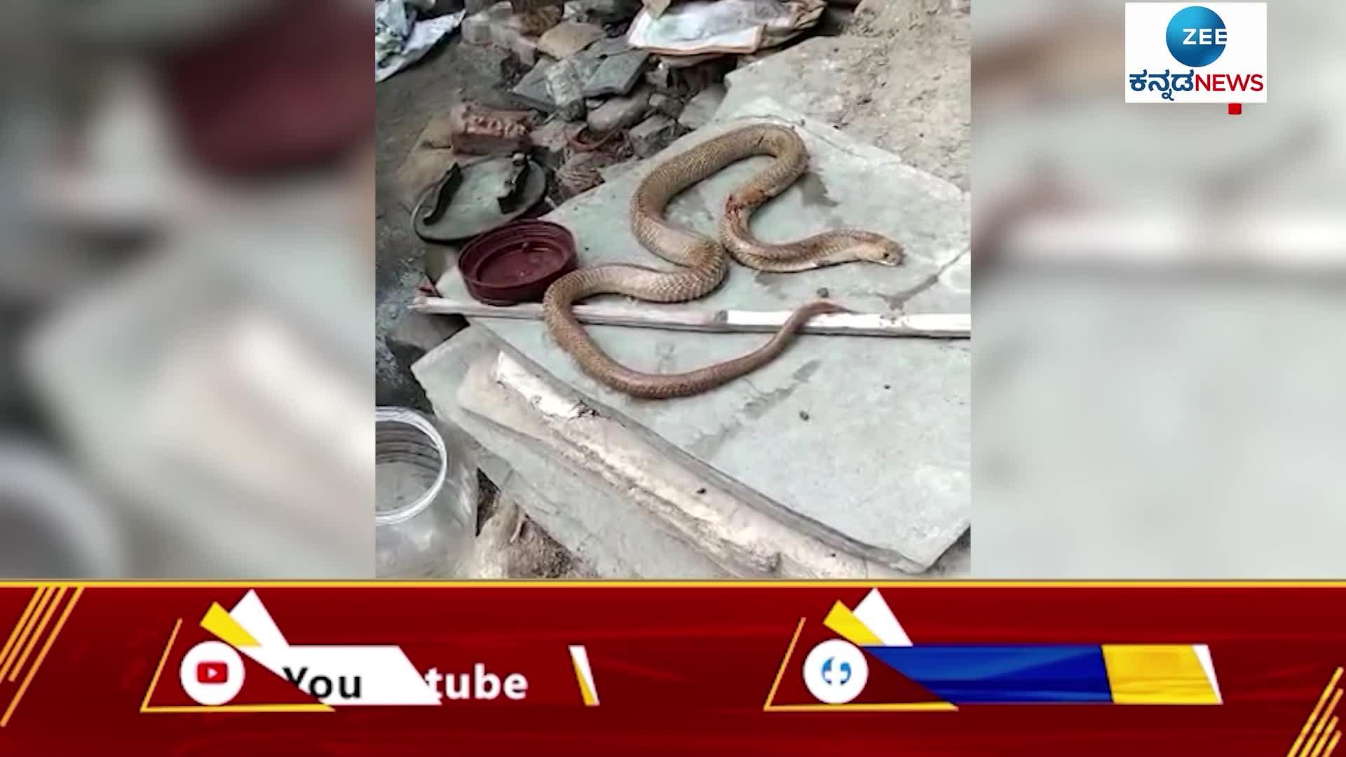 A veterinary doctor treated the injured cobra in manvi City