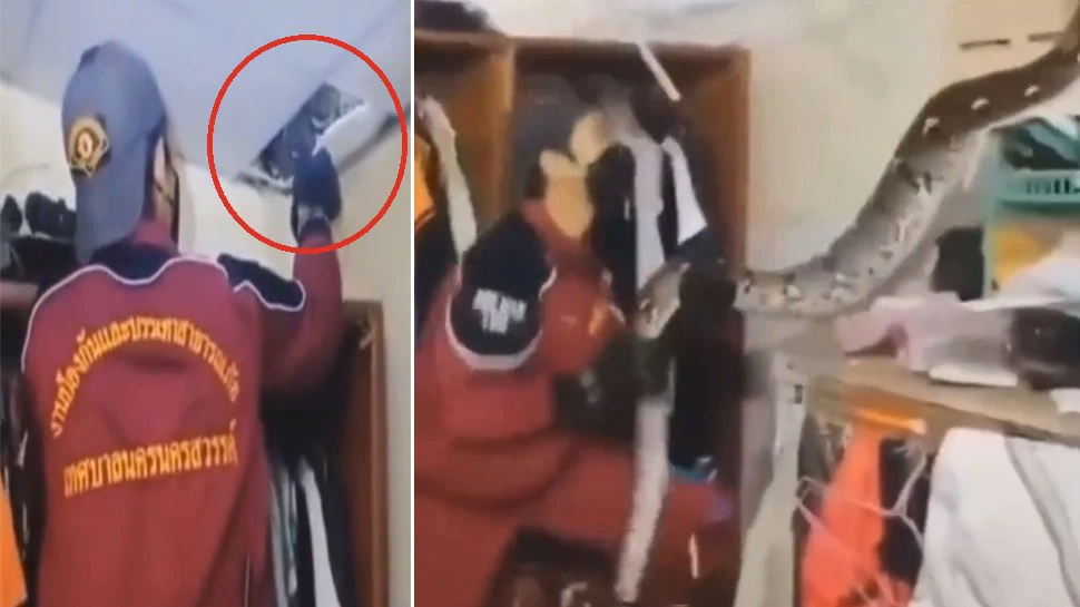 Trending Video: python on ceiling fallen down and attacked snake ...