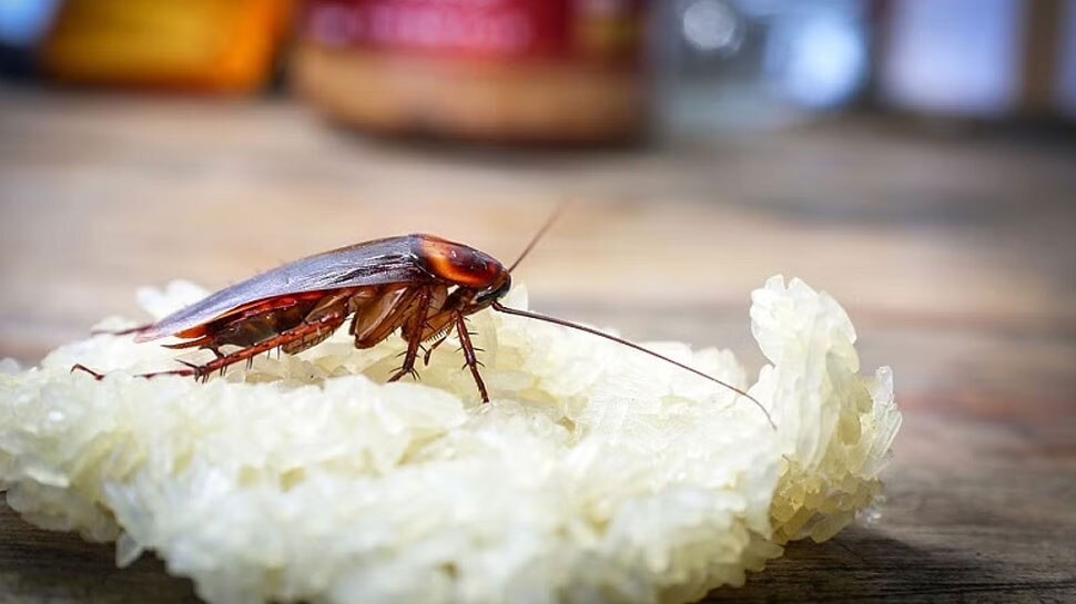 Koothan Insect natural remedies to get rid of mosquito fly and cockroaches |ರಾಸಾಯನಿಕಗಳ ...
