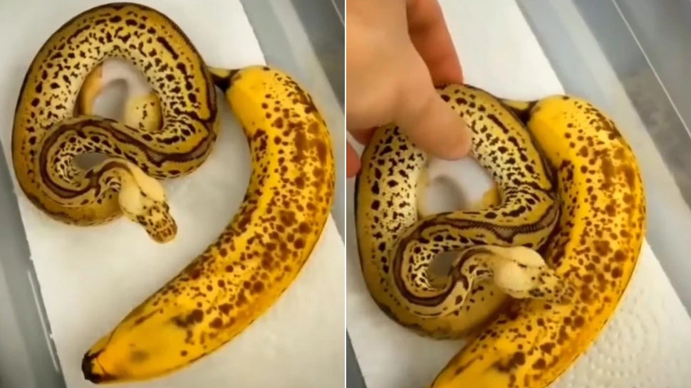 Viral Video : This python looks like banana you Will be shocked after ...
