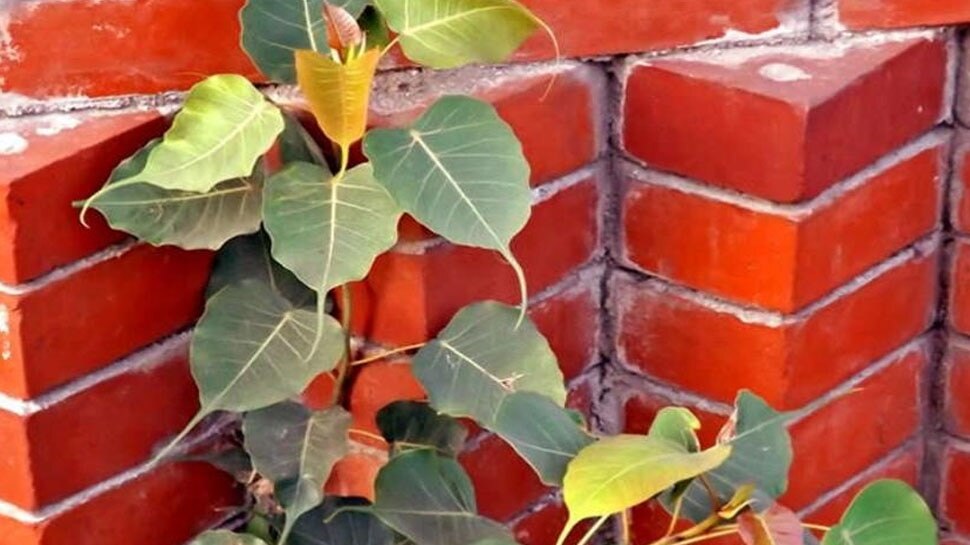 peepal tree what to do when peepal tree grows in the house ಮನೆಯಲ್ಲಿ